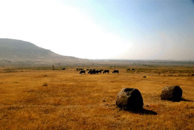 grasende Wasserbüffel in goldener Steppe