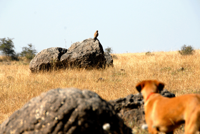 Hund beobachtet sitzenden Falken