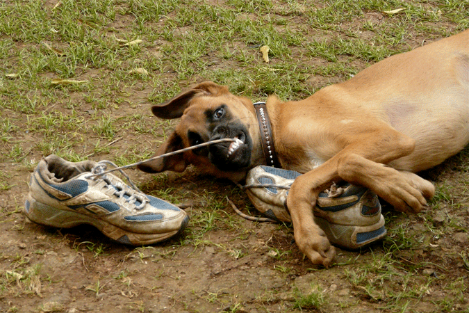 little brown dog chewing on sneakers 