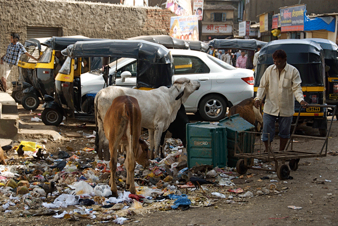 indische Kühe fressen aus einem Muellhaufen auf der Straße
